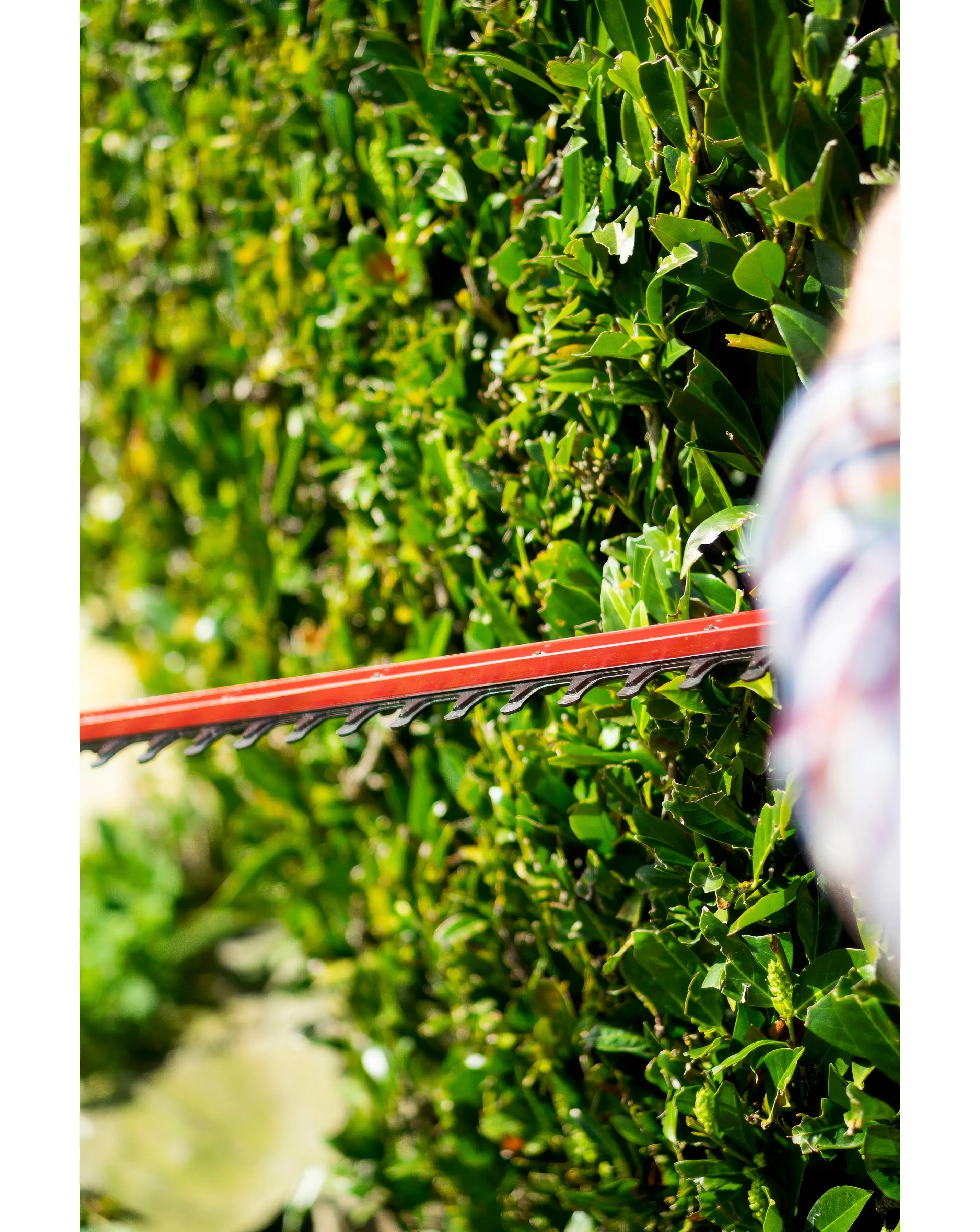 Webb Classic 500W 50cm (20) Electric Hedge Trimmer 12 Webb Classic 500W 50cm (20) Electric Hedge Trimmer